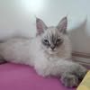 Monika Dobrotkova Avatar